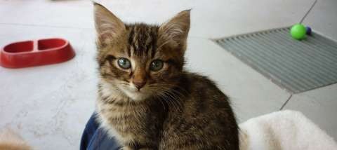 cat animal registration