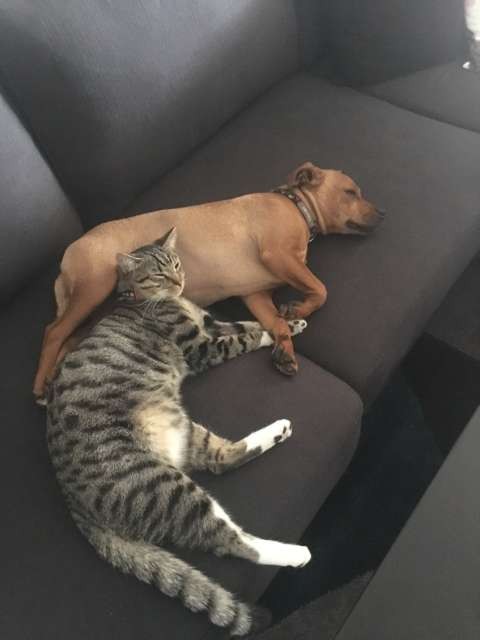 Kevin, the Staffy-cross was born in foster care after his mother was surrendered to the Shepparton Animal Shelter heavily pregnant. After spending two months in care, Kevin was adopted by a loving family and has found his soulmate in Trevor who was also adopted from the Shepparton Animal Shelter as a kitten. This photo is of Kevin and Trevor spending a lazy afternoon on their couch.
