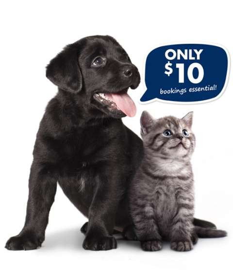 Petstock $10 microchipping 2019 sales