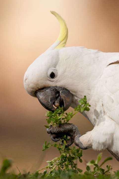 Sulphur-crested Cockatoo. Image credit: Georgina Steytler (wildandendangered.com.au)