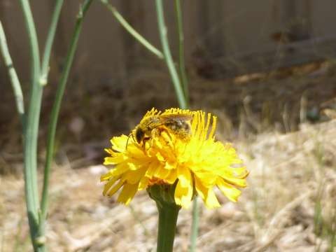 Photo supplied by Wild Pollinator Count