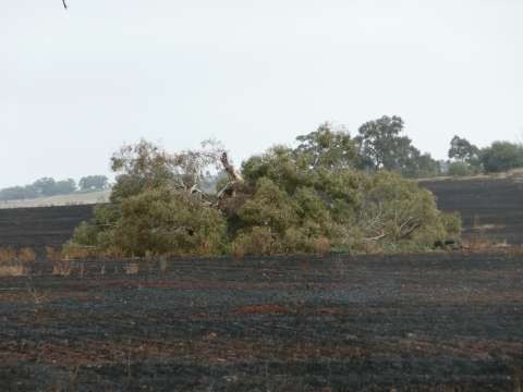 Image depicts destruction of a large eucalyptus paddock tree due to incorrect preparation and management of a stubble burn on a local property. 