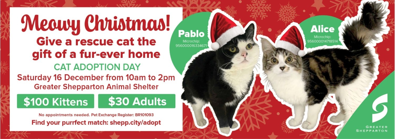 Cat sales adoption day