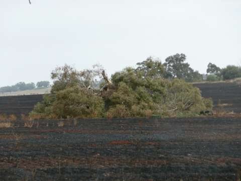Destruction of a large paddock tree due to incorrect preparation and management of a stubble burn on a local property.