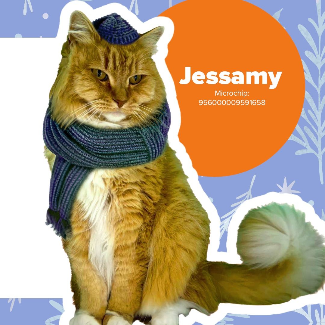 get-your-winter-snuggles-at-cat-adoption-day-greater-shepparton-city