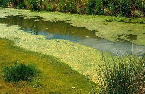 Photo courtesy of CSIRO.