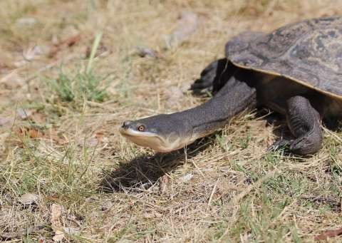 Broad-Shelled Turtle