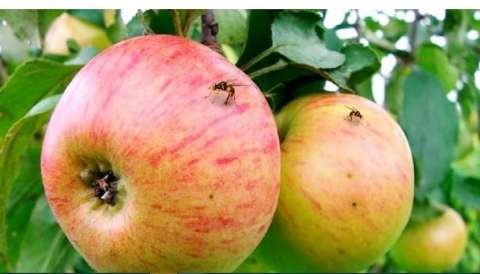 queensland-fruit-fly